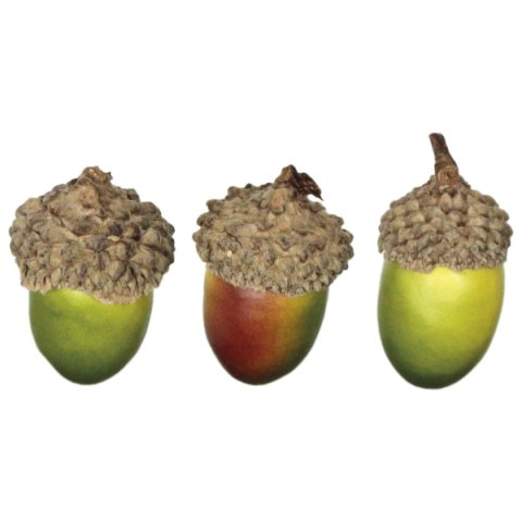 Dodatek Craft-Fun Series żołędzie Titanum (20610)