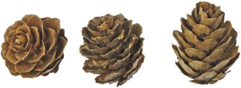 Ozdoba drewniana Craft-Fun Series szyszki Titanum (5903714533688)