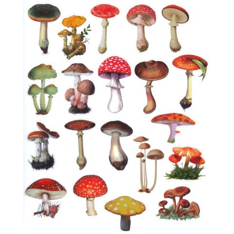 Naklejka (nalepka) Craft-Fun Series Grzyby foliowe Titanum (25MD010)